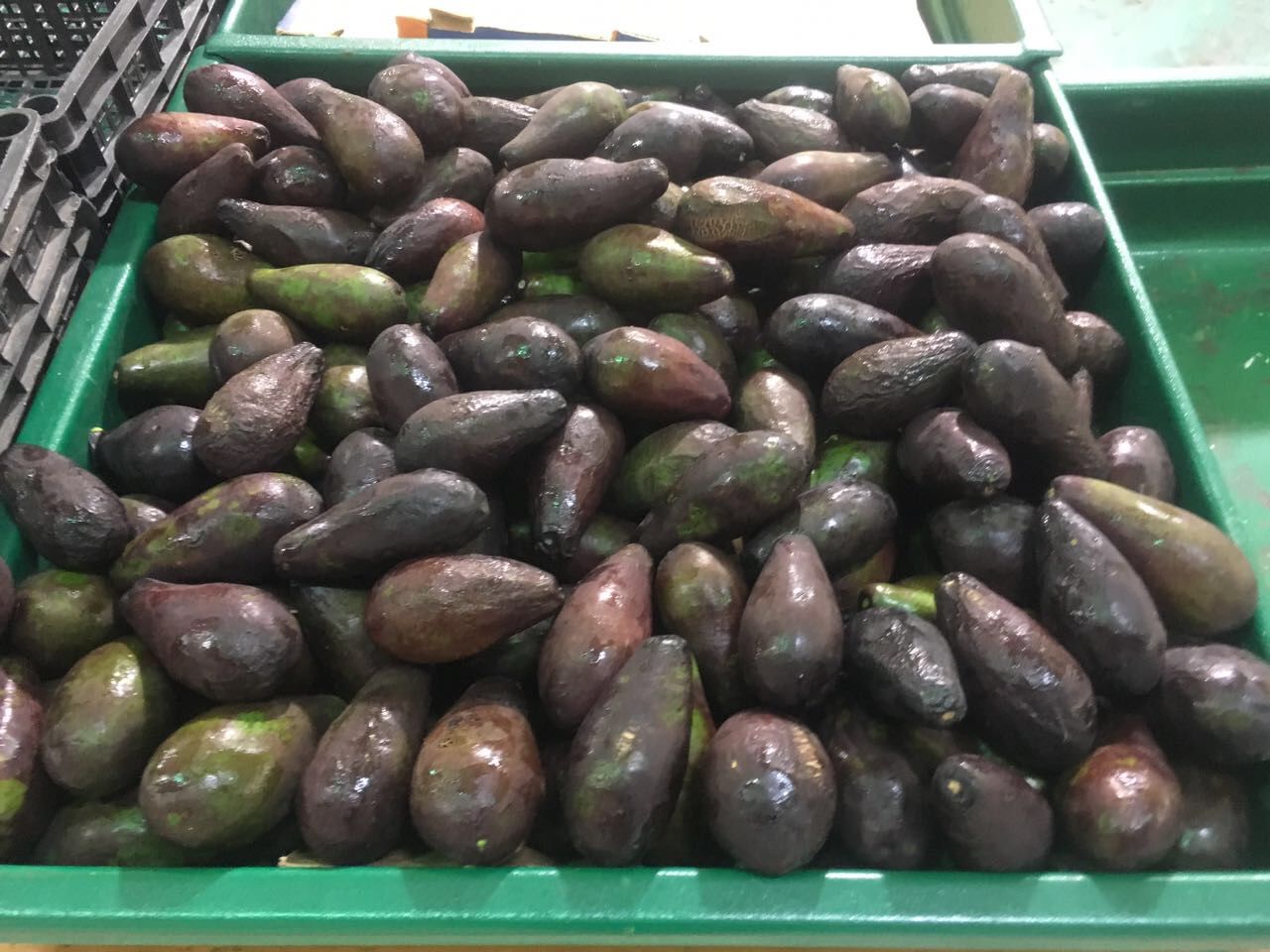 Se ha vuelto una especie de ‘oro verde’ 