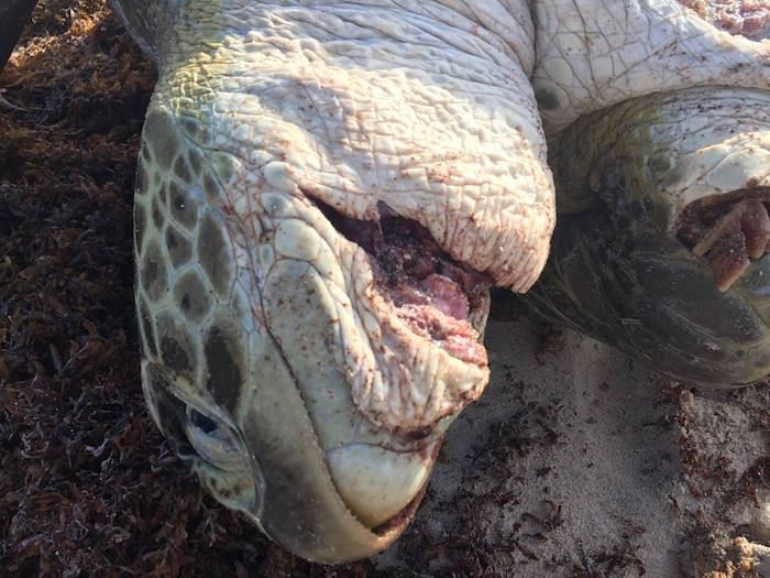 Saqueadores destazan a tortugas