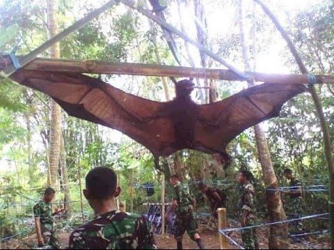 Este monstruoso animal fue atrapado por el Ejército y nadie puede creer su tamaño.