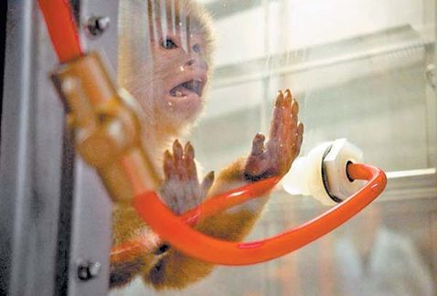 Volkswagen niega experimentar  con animales y humanos