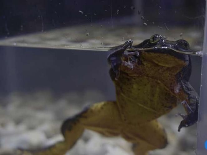 Romeo busca a su Julieta