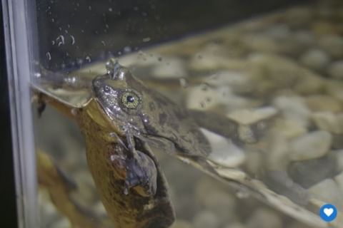 Romeo busca a su Julieta