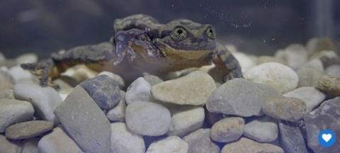 Romeo busca a su Julieta