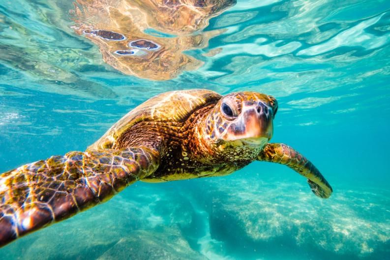 Estos son los peligros de tener tortugas como mascotas