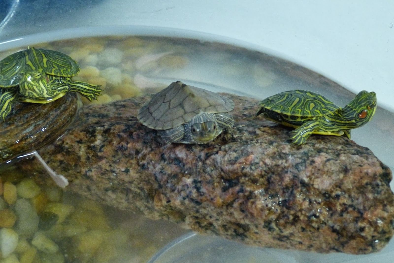 Estos son los peligros de tener tortugas como mascotas