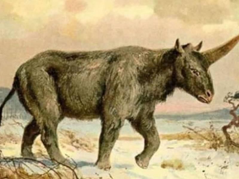 Encuentran restos de unicornio