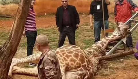 Jirafa queda atorada en árbol y muere