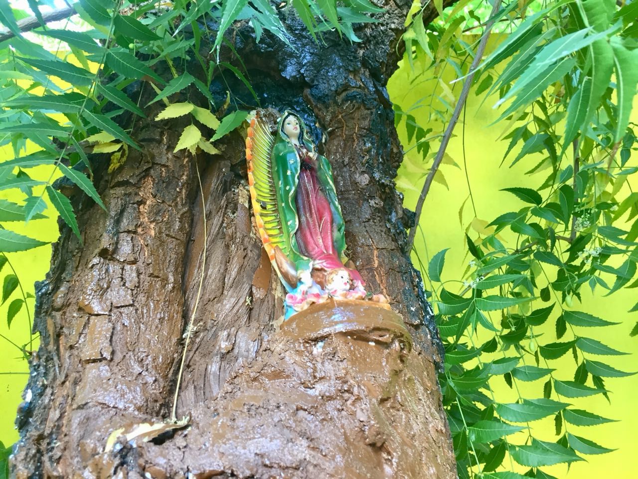 Regresa a su árbol la Virgen de Guadalupe