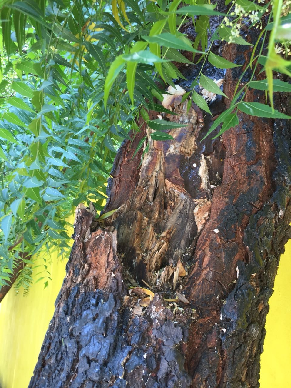 Regresa a su árbol la Virgen de Guadalupe