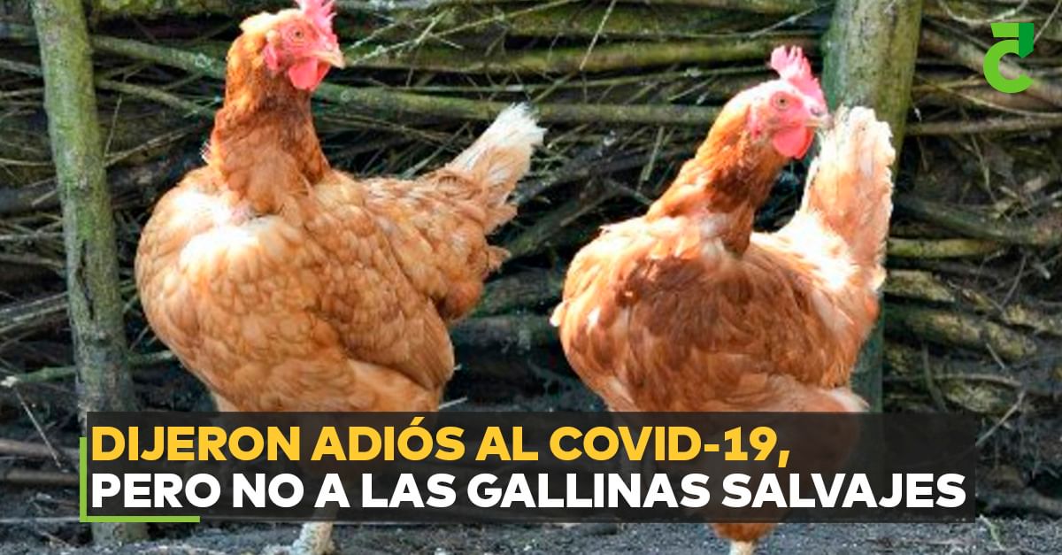 Dijeron adiós al Covid-19, pero no a las gallinas salvajes
