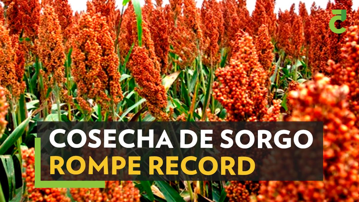 Fue mal ciclo de cultivo de aún con gran cosecha y precio