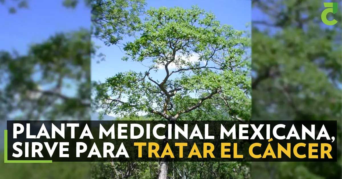 Cuachalalate, planta medicinal mexicana, sirve para tratar el cáncer