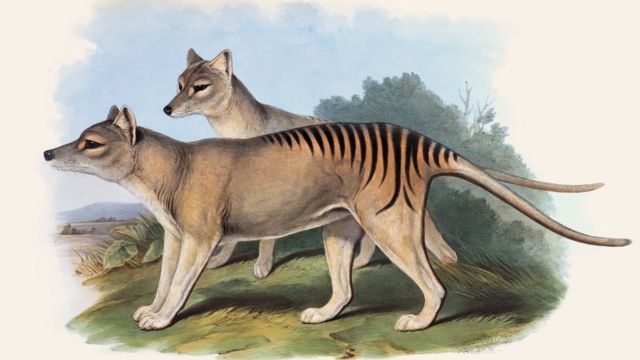 El multimillonario plan para revivir al tigre de Tasmania