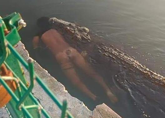 cocodrilo-mata-joven