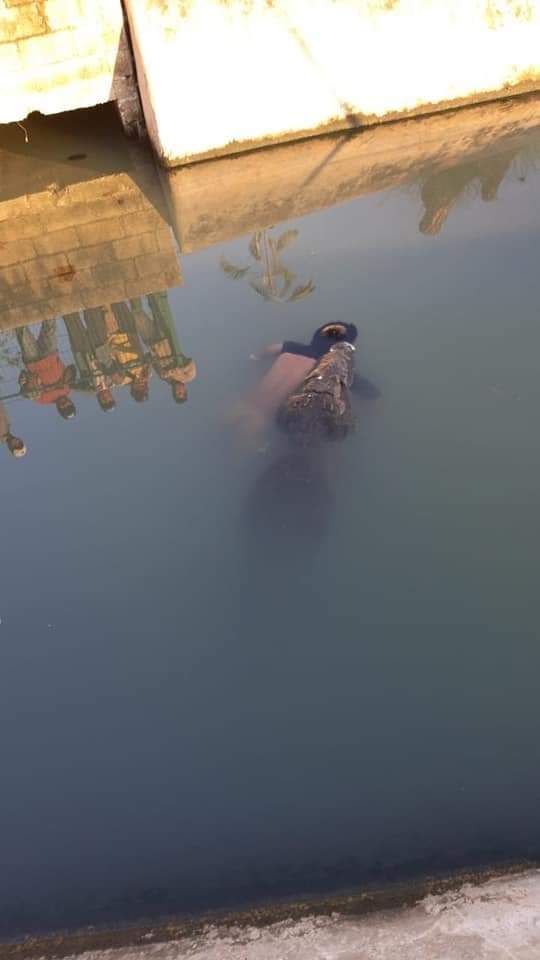 cocodrilo-mata-joven