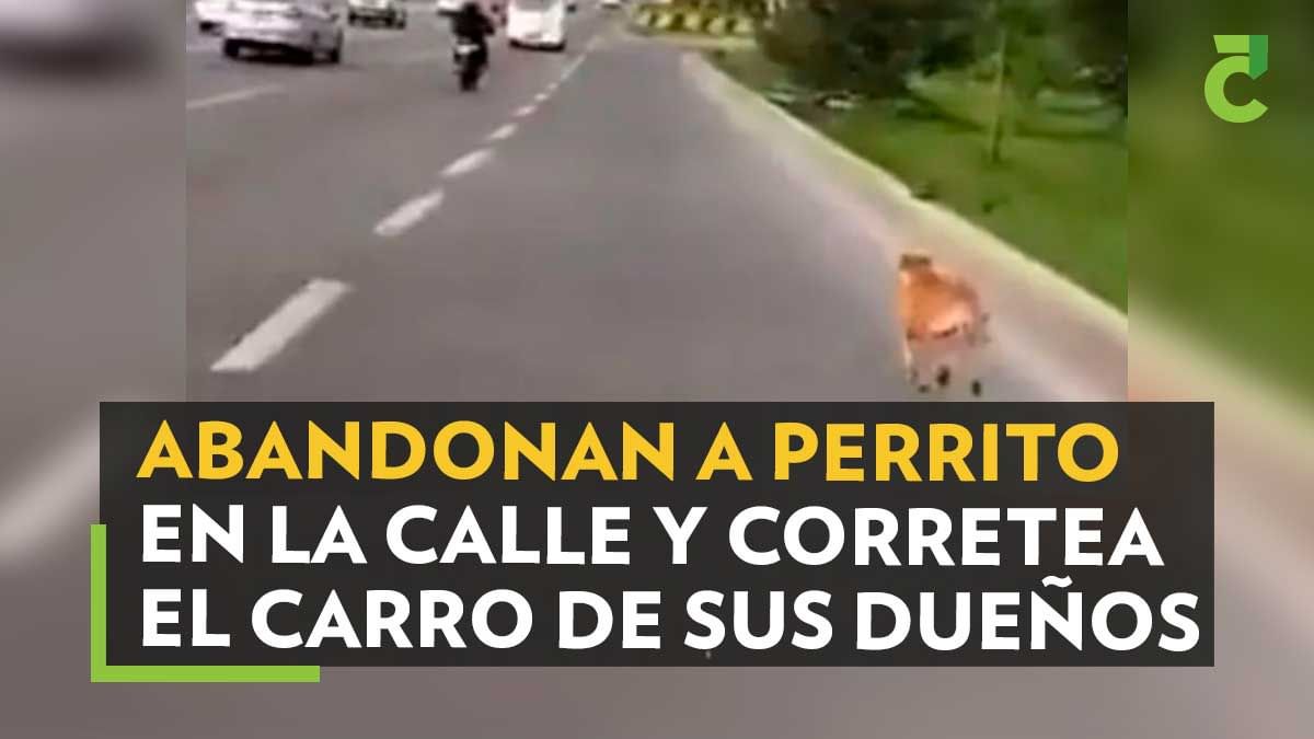Abandonan a perrito en la calle y corretea el carro de sus dueños