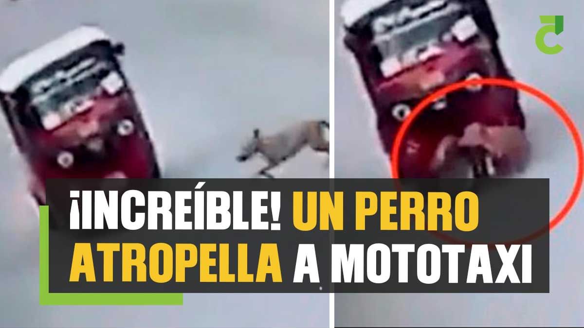 Un perro atropella a mototaxi