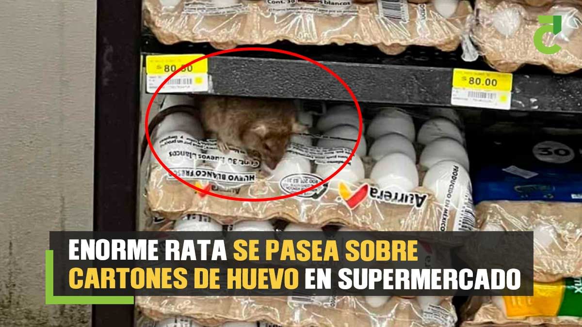 Rata se paseaba sobre los huevos de una tienda de autoservicio