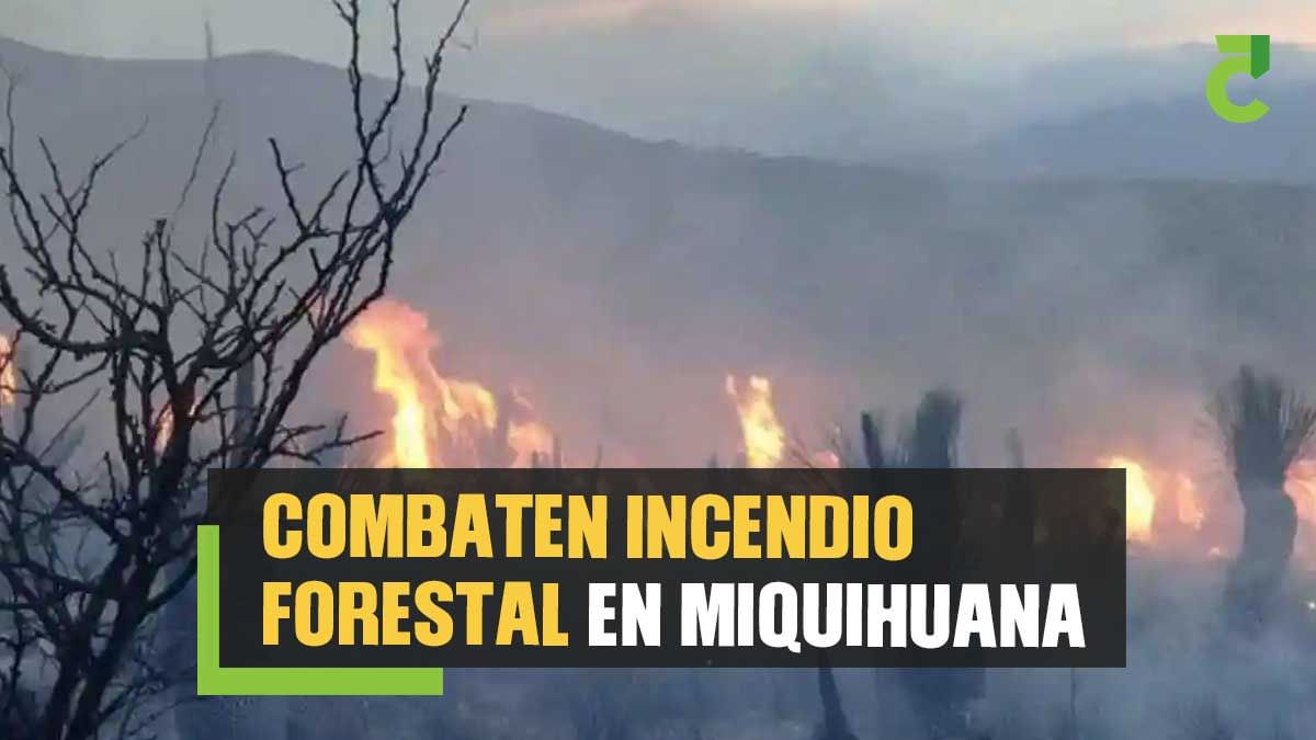 Combaten incendio forestal en Miquihuana