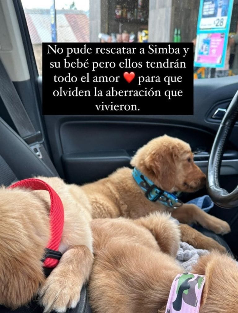 Los cachorros fueron entregados con vida.
