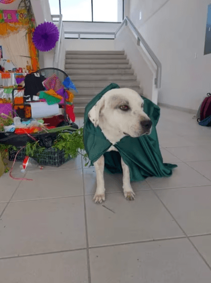 Asesinato de “Ingeniero”, el perrito adoptado por universitarios en Puebla