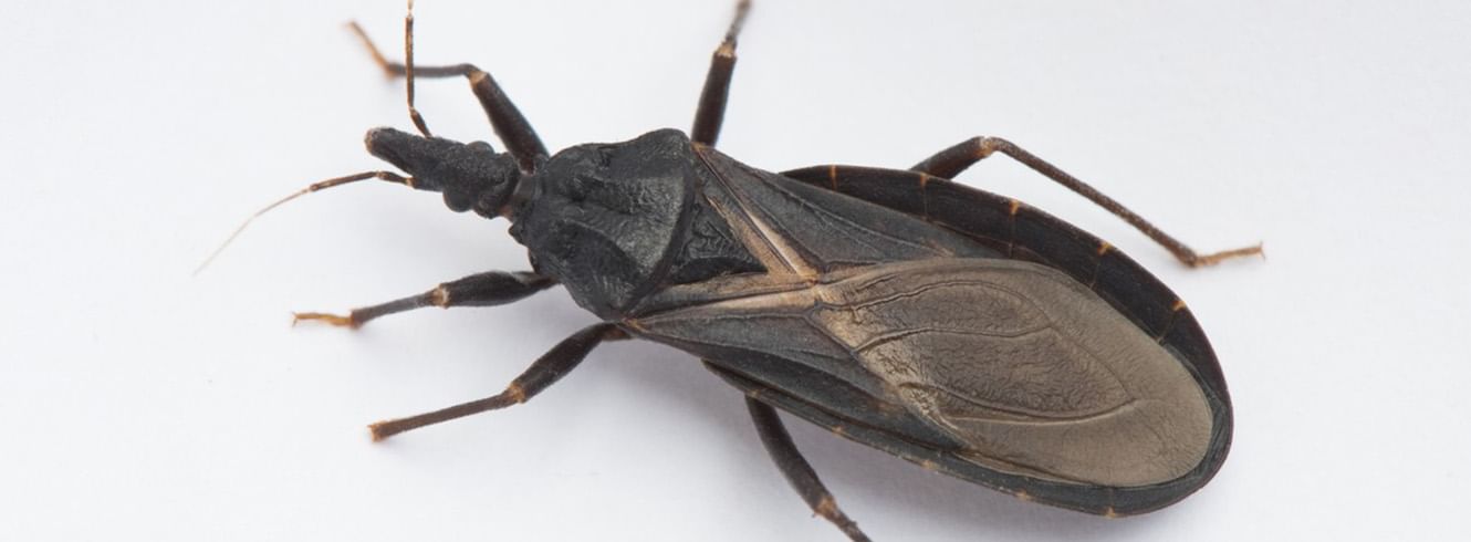 Si encuentras este insecto en tu casa, ¡corre al médico!