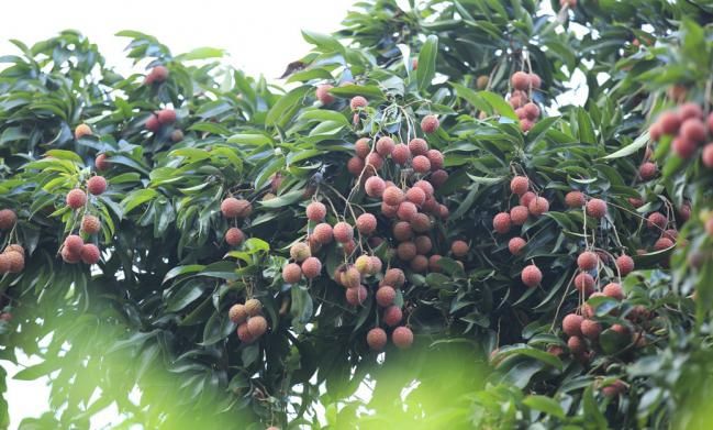 consejos-para-cuidar-un-arbol-lichi-2