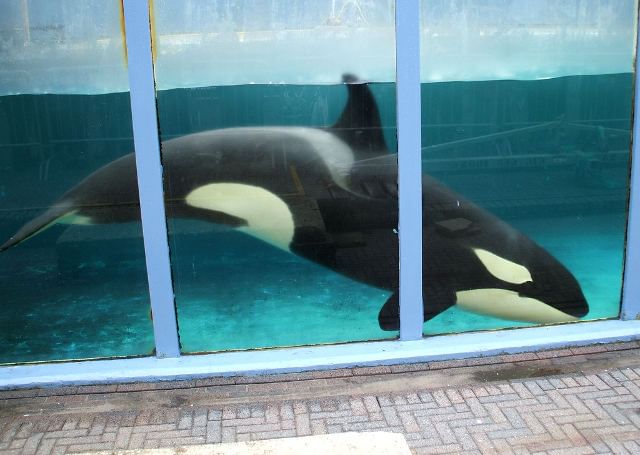 juicio-para-determinar-el-destino-de-la-orca-recluida-en-loro-parque