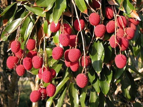 litchi-árbol
